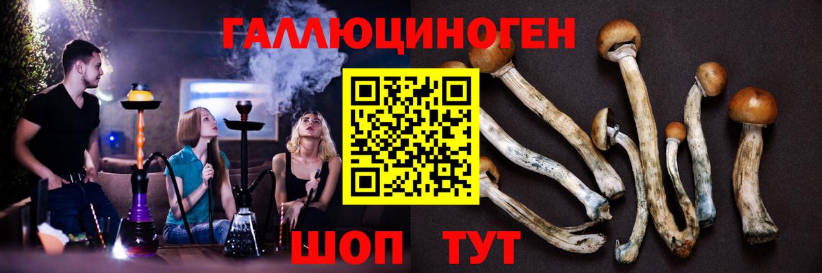Псилоцибиновые грибы Psilocybine cubensis Сочи